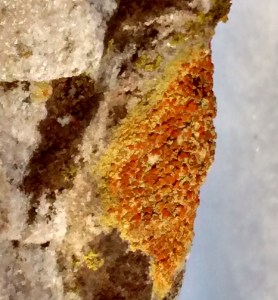 Home 1-10-16 lichen zero degrees in slide 2 copy