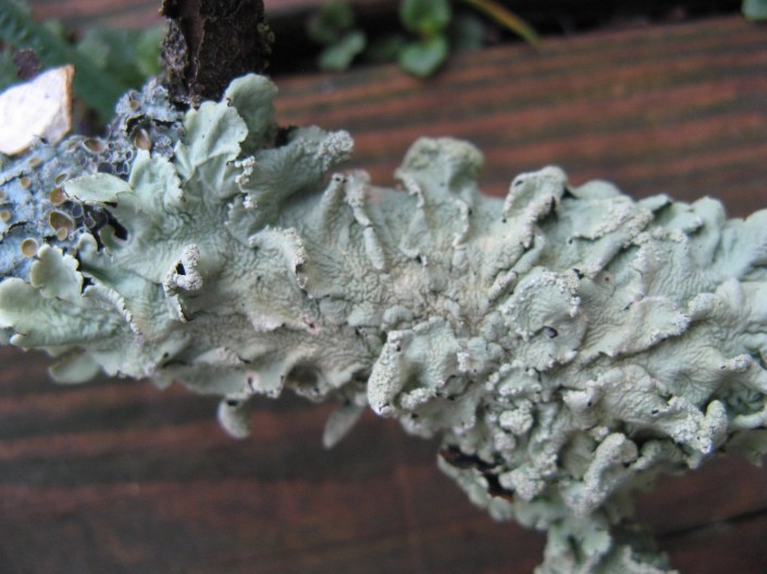 HOME bluegreen foliose