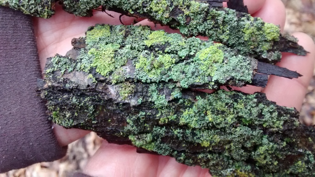 BHrock lichen 16 bark on ground