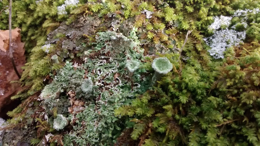 BHrock lichen 6 w side of hill frozen