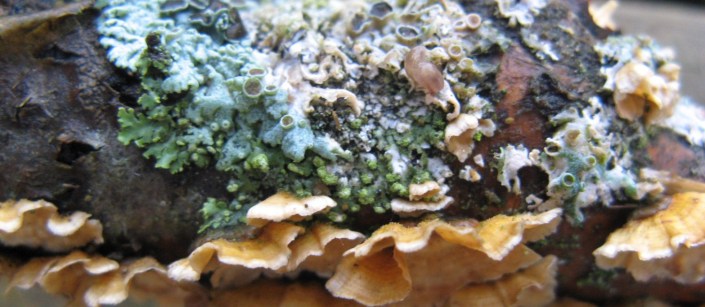 cropped-lichen-5-14-below-arena1.jpg