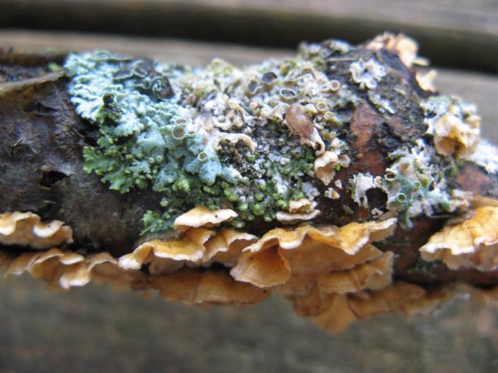 lichen 5-14 below arena