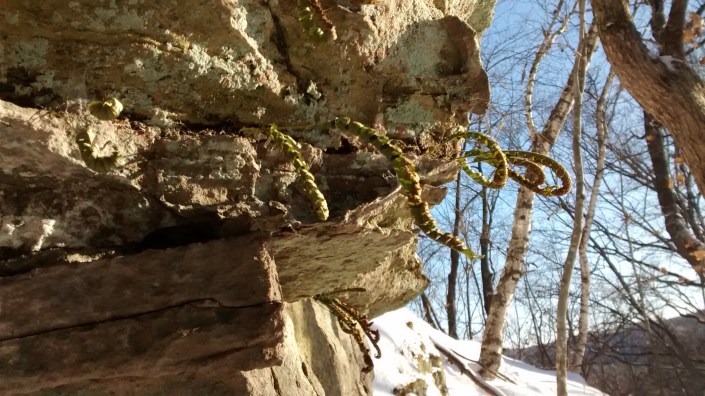 Home 1-10-16 rocks above house and fern