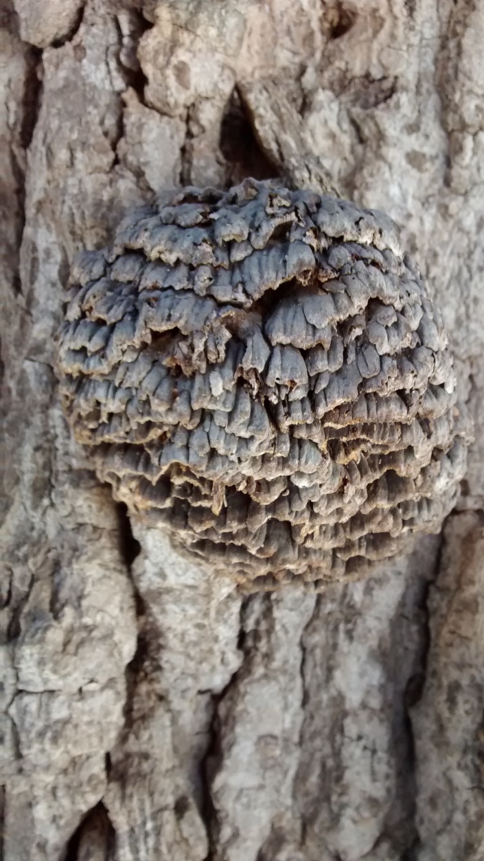 Home 1-10-16 tree fungus 5