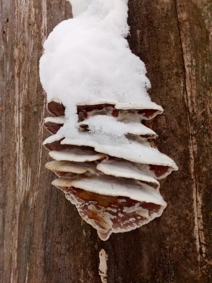 CO trail 2-4-16 tree fungus