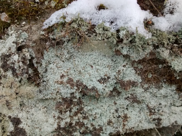 CO trail lichen under ice 2-4-16
