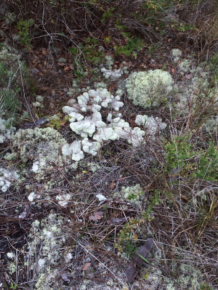 Julie H- florida lichen3