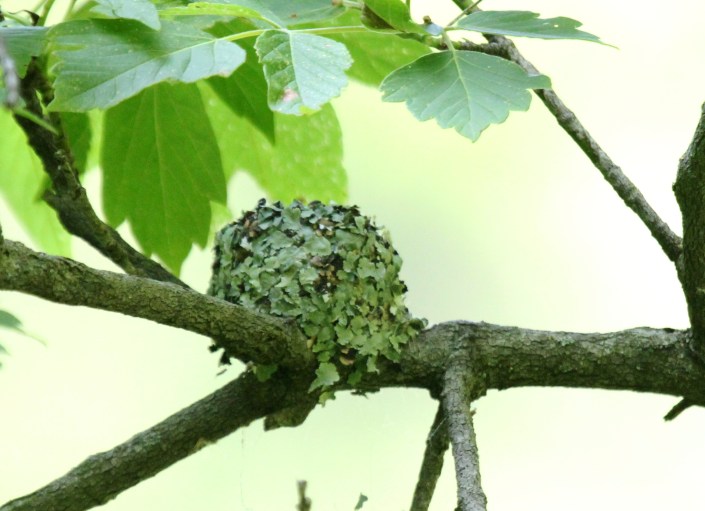 Blue gray Gnatcatcher nest 6 13 2016