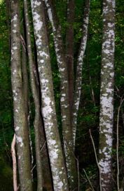 wg2-maple-whitewash-lepraria-sp