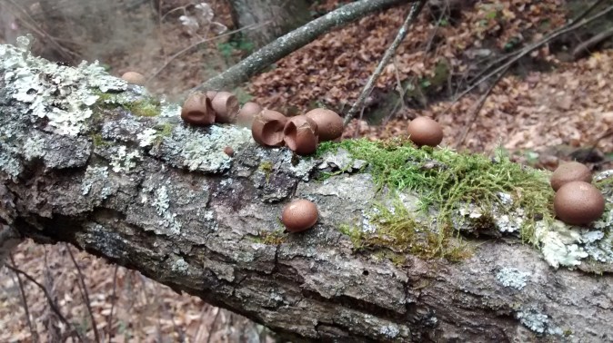 wg2-puffballs2-10-19-15