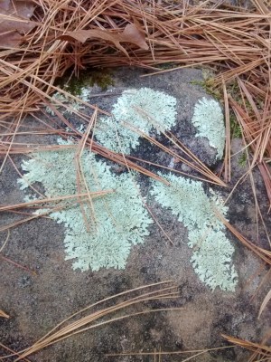 wg4-r-foliose-10-22-16