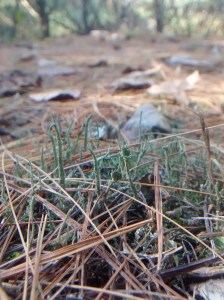 wg4-s-cladonia-forest-10-22-16