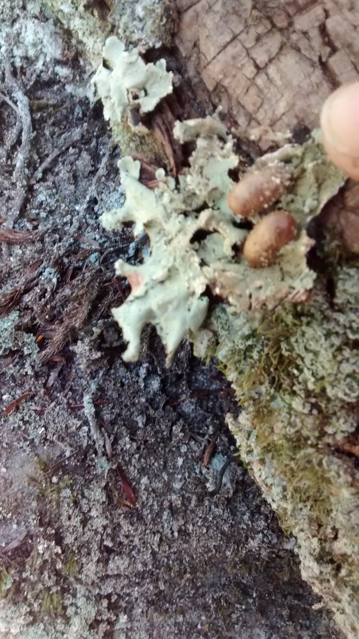 wg5-ddt-multiclavula-10-19-15p