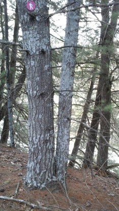 wg5-trees-site-view-10-19-15