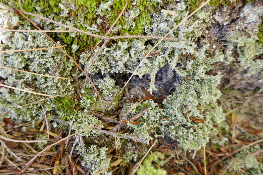 wg6-r-cladonia-sp-10-16