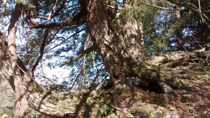 wg6-site-view-trees-10-19-15