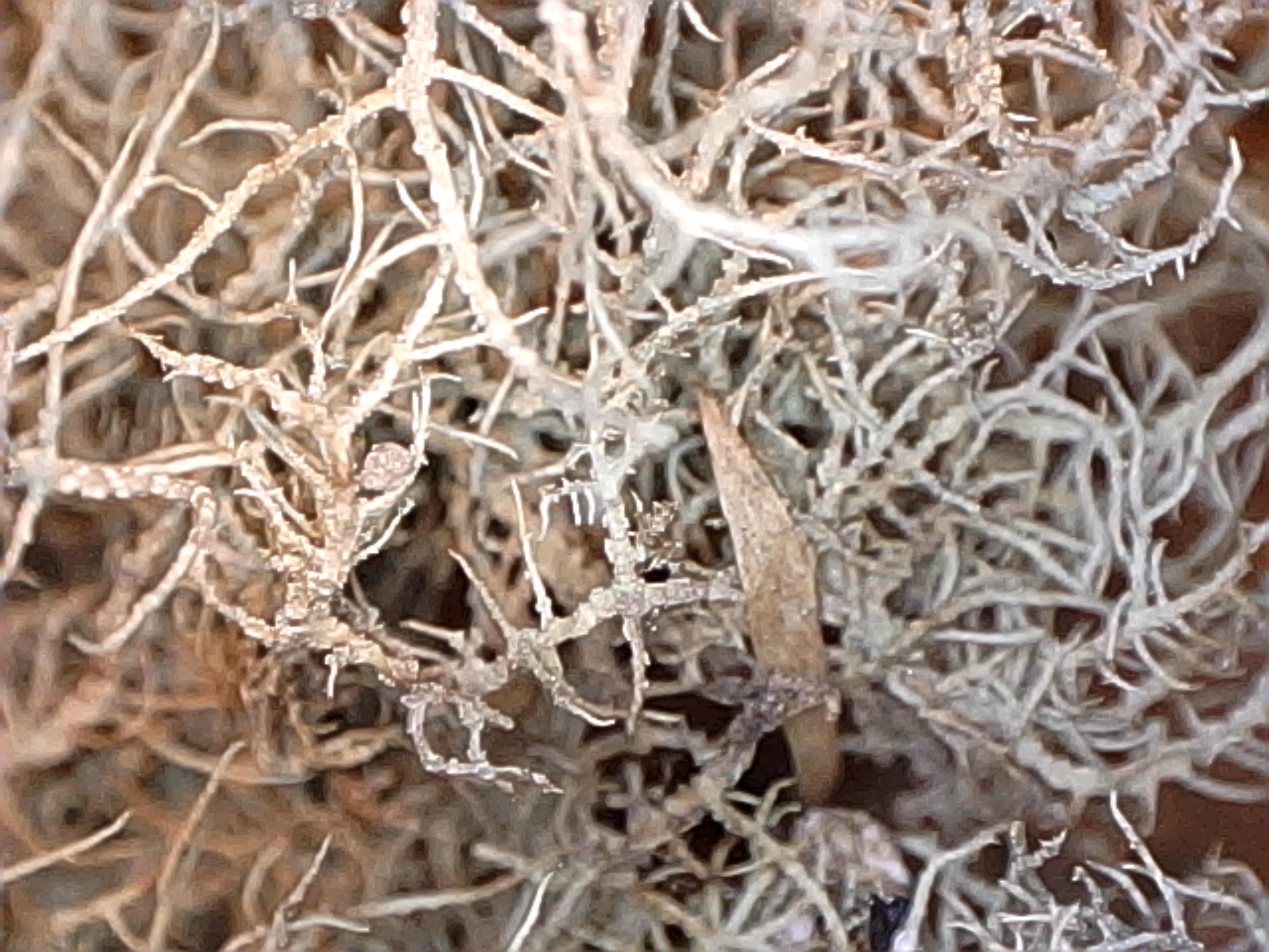 Likin’ Lichens at the Kickapoo Valley Reserve « KVR Lichens
