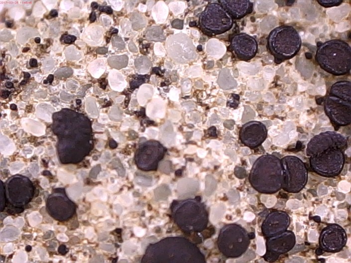 Crustose-R- WG4 3-17 Celestron