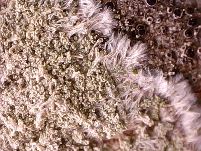 Lepraria sp? LST poplar-BV Rd 3-17