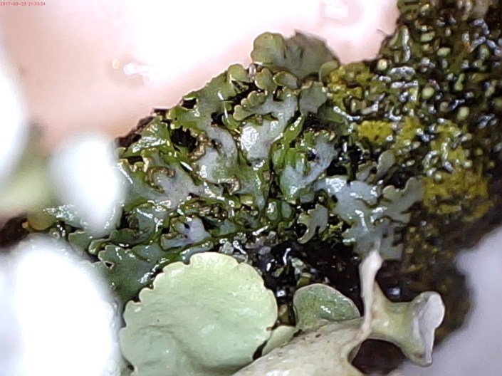 Phaeophyscia sp?-canopy Home 4-17 Celestron