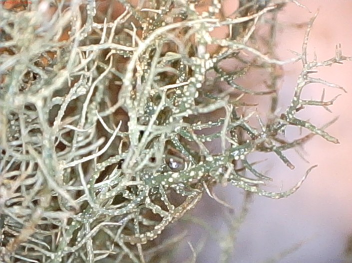 Usnea sp.-Canopy BV 3-17 Celestron