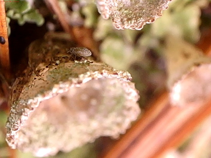 WG4 R-Cladonia sp + aphid 3-17 Celestron