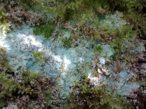 CO R north facing 10-17g