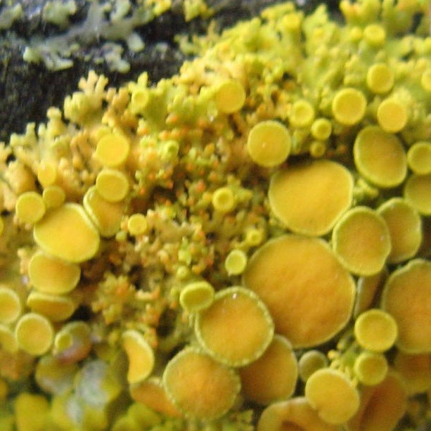 cropped-site-icon-website