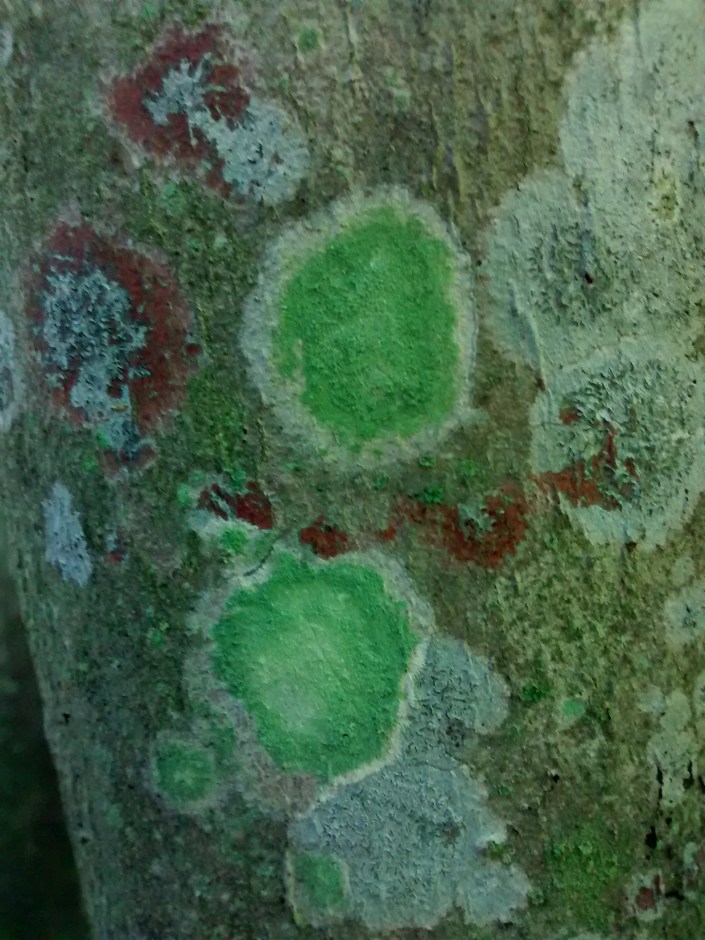 Lecanora thysanophora +HO trail 6-17