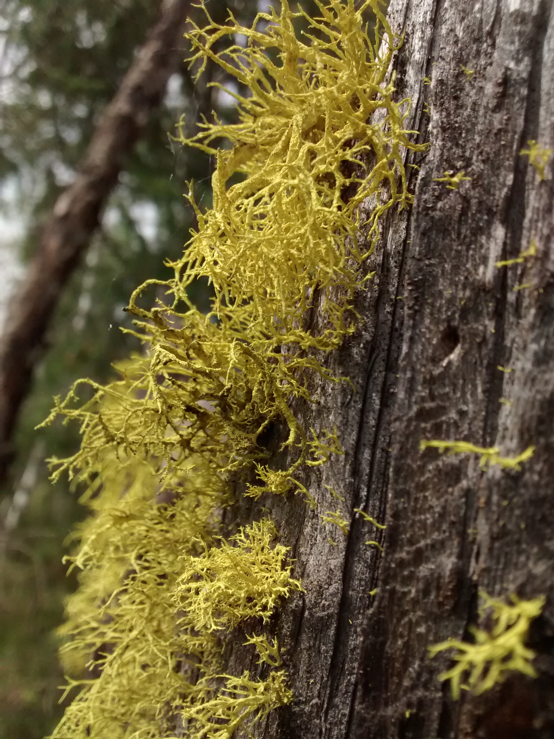 BC 5A-DTtrunk Letharia vulpina 5.18b