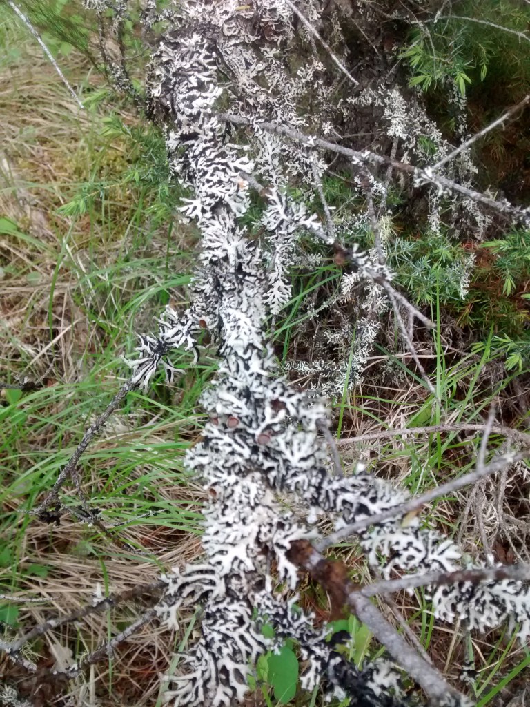 BC white fir_ LT- unknown sp 6.18