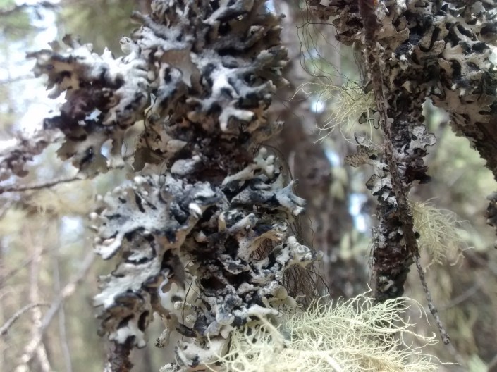 Invermere area LT 7-17