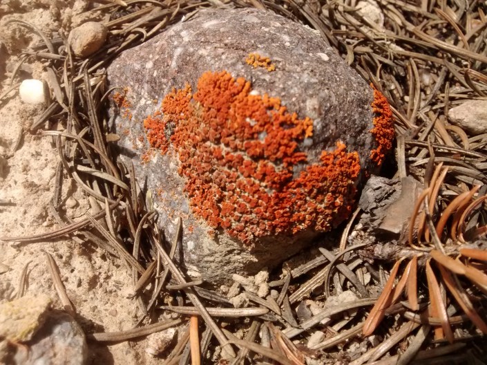 Toby Cr trail R-crustose 6.18c