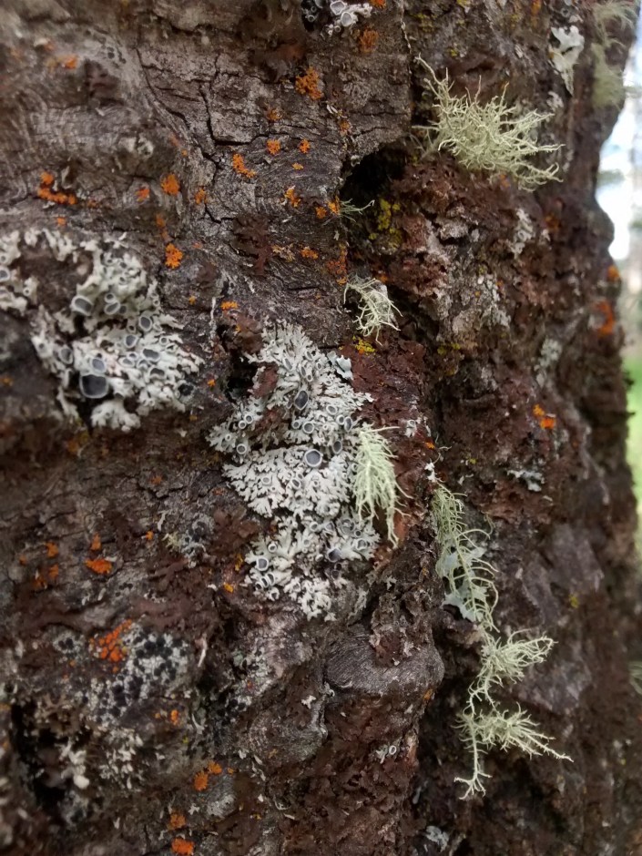 Br Cr LT aspen lower trunk7