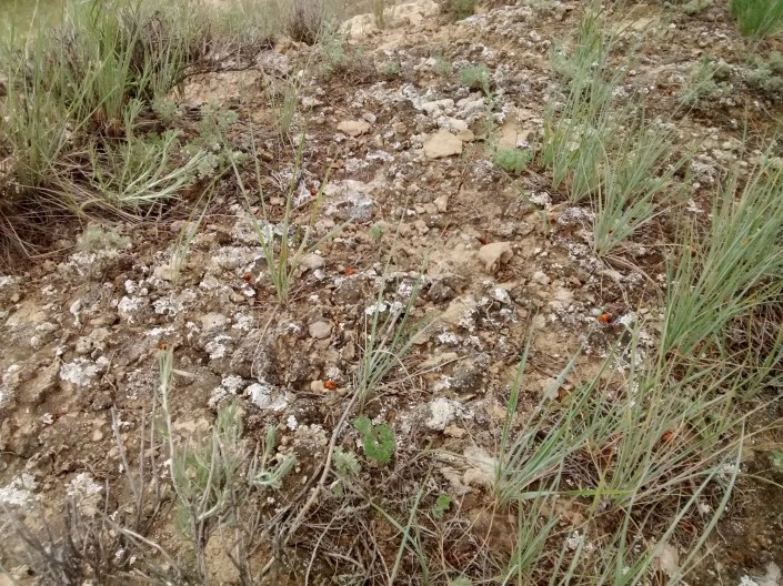 closeup BC Hoodoo trail S- biocrust 6.18