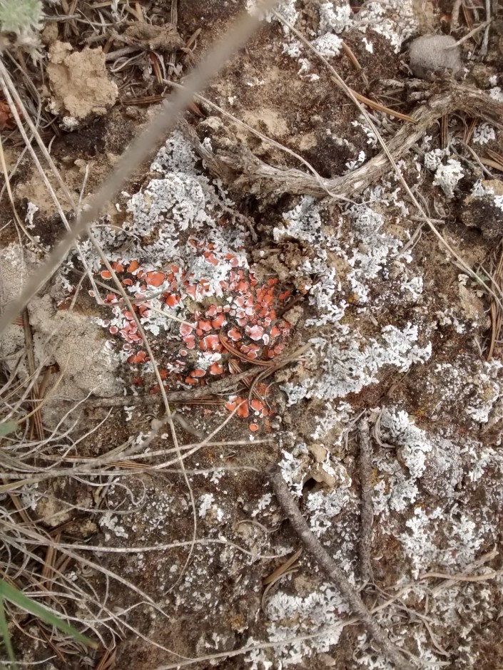 detail BC Hoodoo trail S-crustose 6.18 (1)