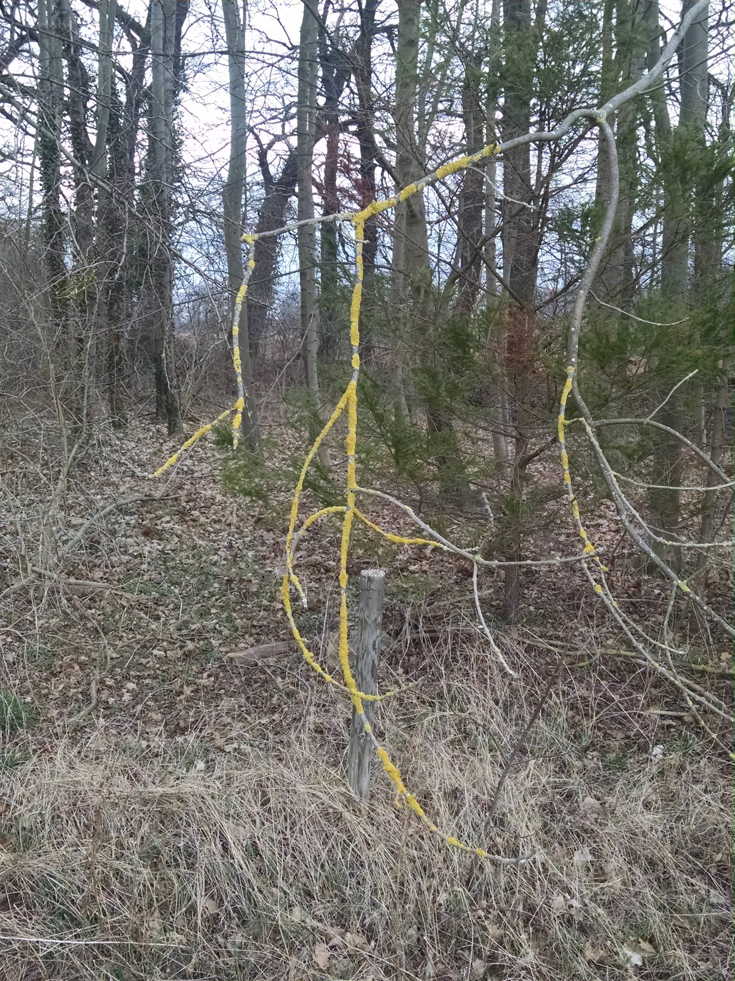 German Lichen-Peter Schmidt 3.19