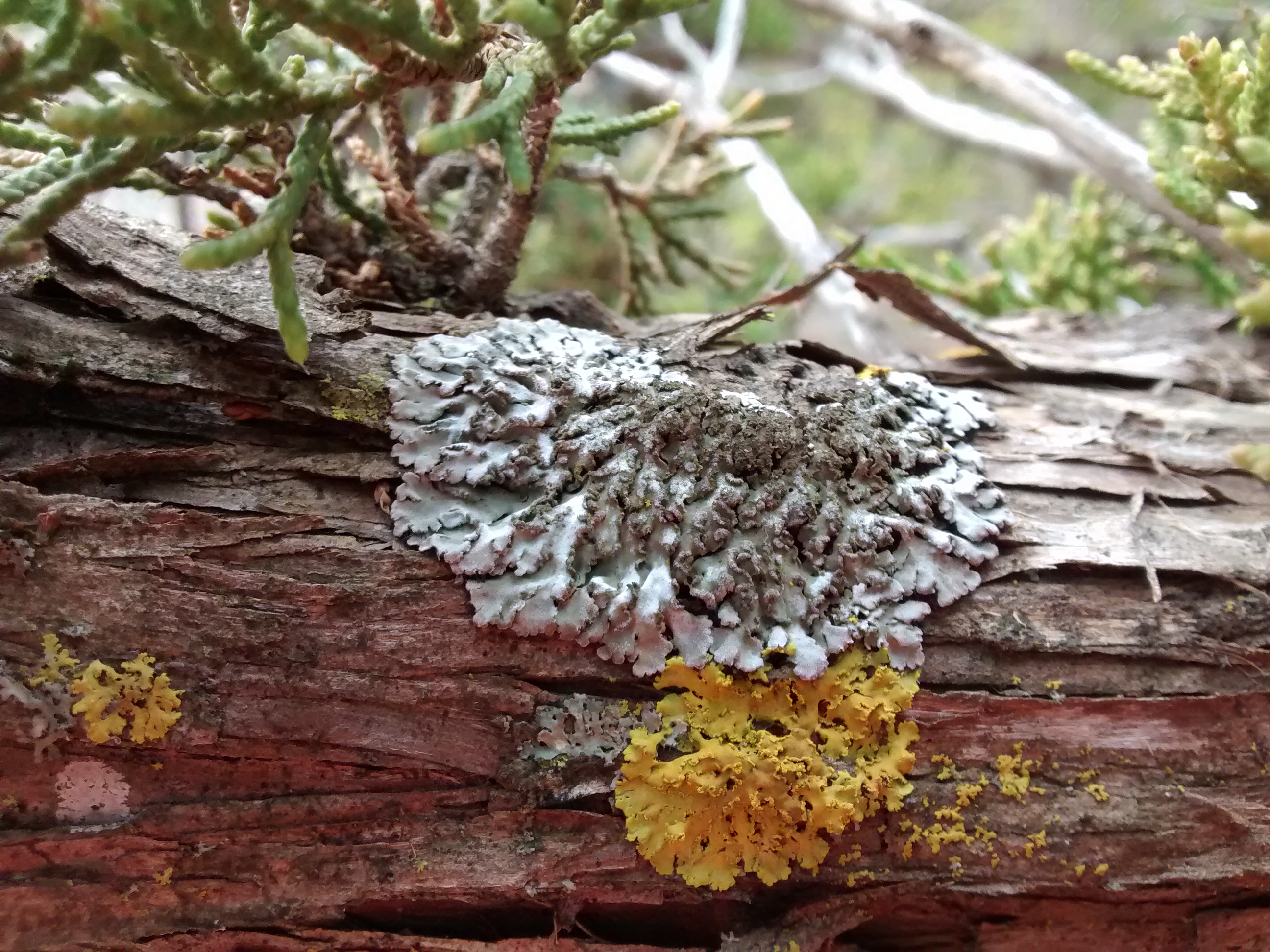 BHR-74 LT cedar summit 4.17 Physcia and Xanthoria