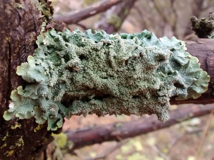 BHR-76 LT cedar Punctilia rudecta_ 11.17