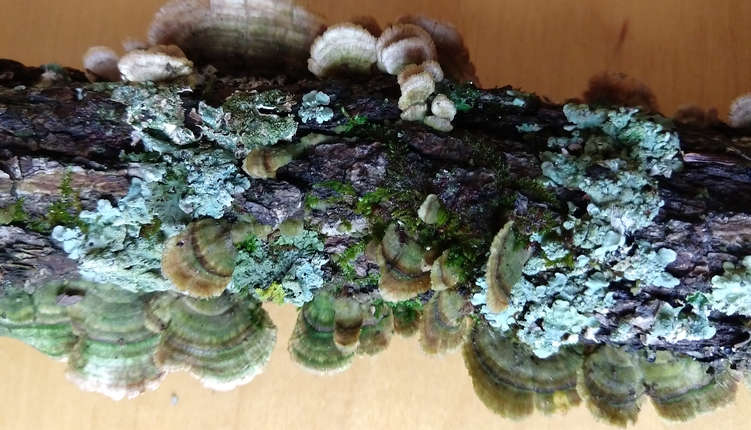 DDT canopy Little Can Tr 4.14.19 moss fungi parmelia, ramelina, physcia