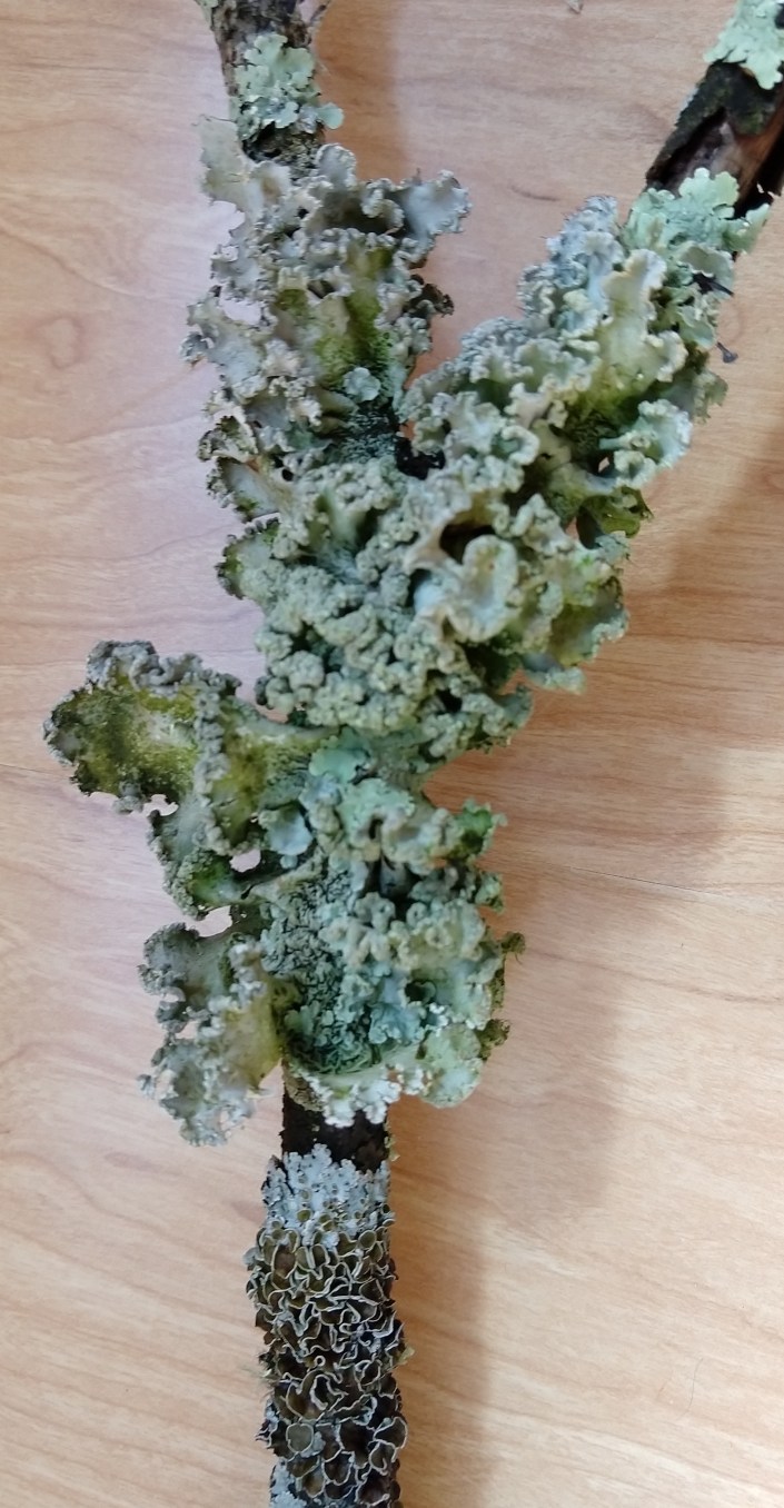 LT canopy Little Canada Trail 4.14.19