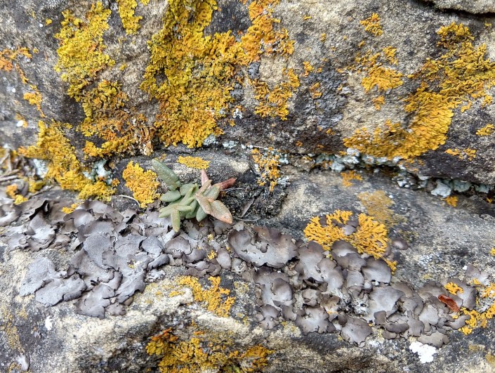 R BH Rock-crustose 4.14.19