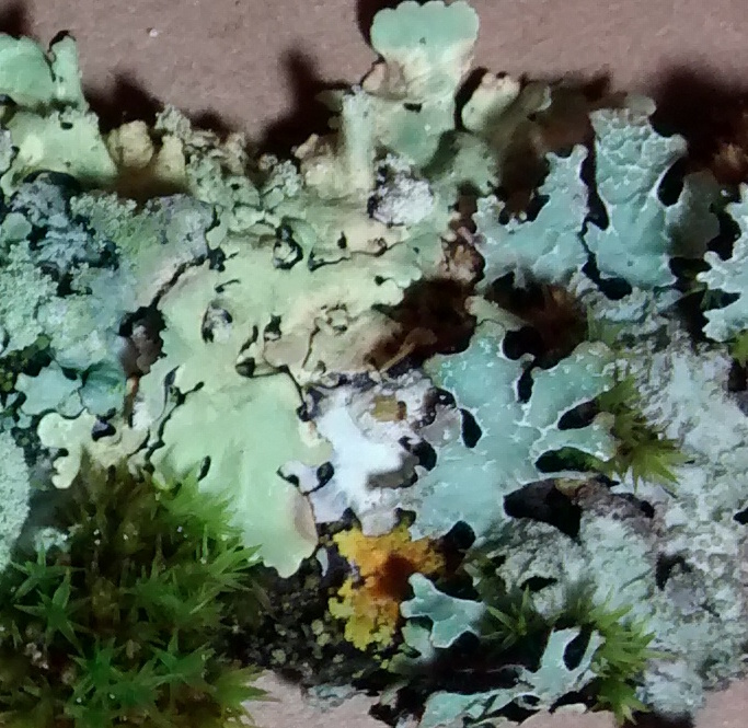 Parmelia sulcata + Flavopunctilia soredica wet 4.17 copy