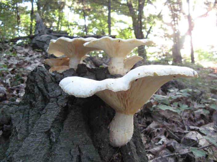 fungus8-11a wintergreen trail