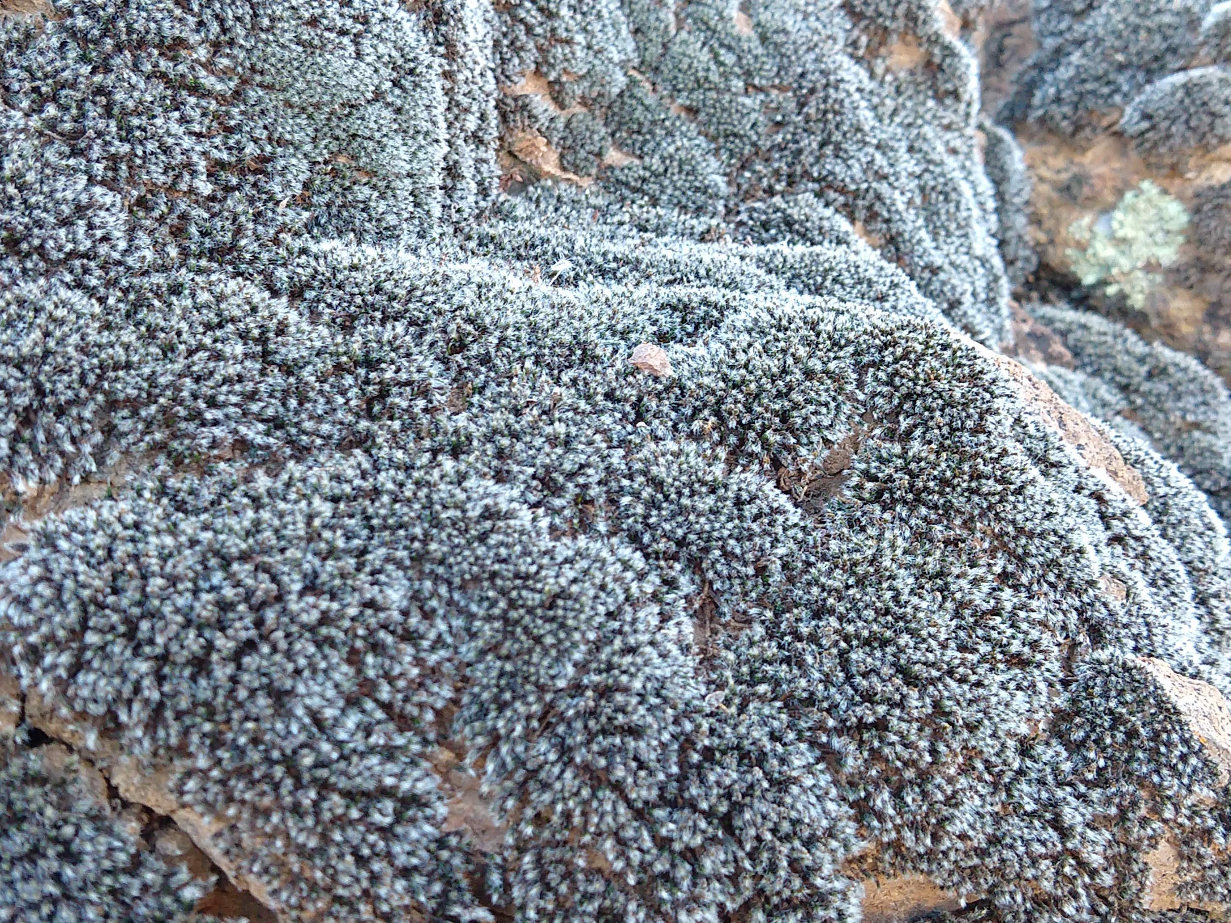 Moss-Sweetwater trail 1.8.20