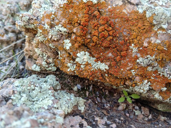 orange lichen SNP arroyo
